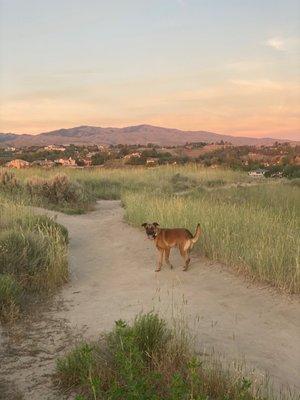 Marley, our rescue girl from MAR