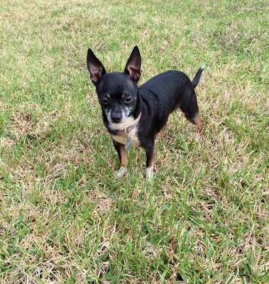 This is Hercules a Chihuahua 3 year old, he is loving and caring people around him and very cute.