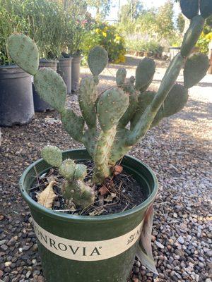 Santa Rita cactus - Dwarf