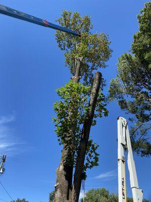 Quality Tree Surgery