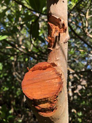 Red mangrove tree