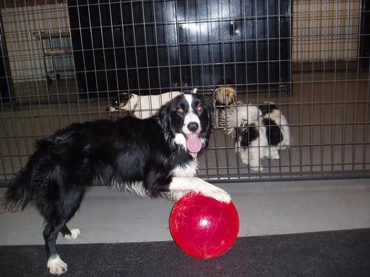 Jessie likes time with the big red balls!