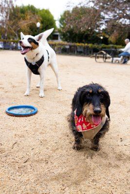 dog friends at the dog park