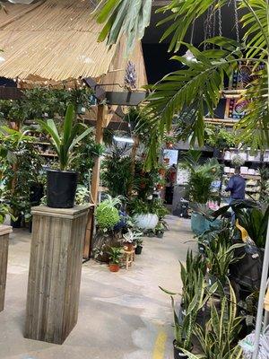 Interior of the store with a variety of plants