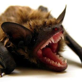 Rhode Island Bat Control Services