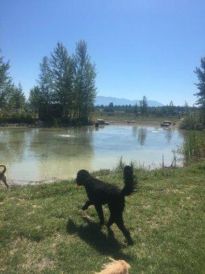 It didn't take long for this Doodle to take his first dip.