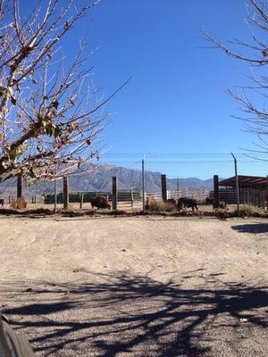 Bonus viewing the buffalo!