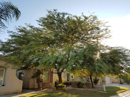 Before and After. BEFORE. Chilean Mesquite.