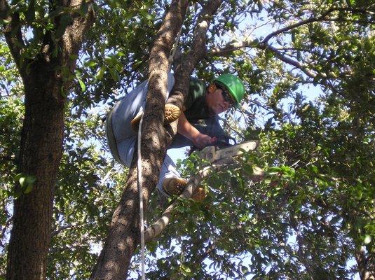 Condren Tree Service