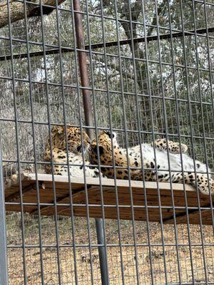 Leopard sisters