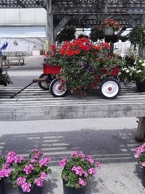 Picture of the garden plants available.