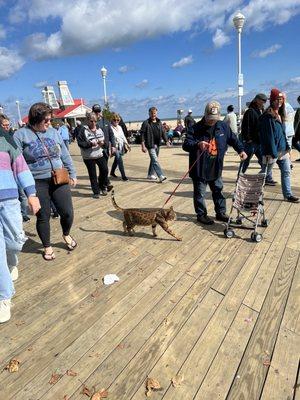 Biggest cat I've ever seen on a leash