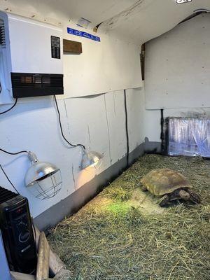 Warm tuff shed, happy tortoise