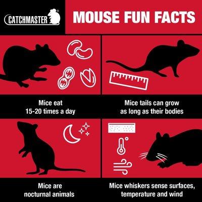 Facts about Mice