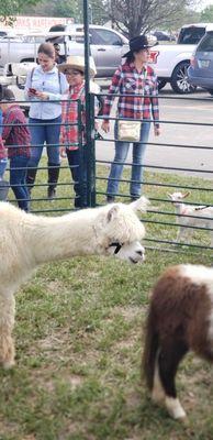 Miniature Miracles Petting Zoo & Pony Rides