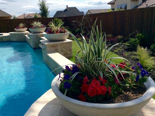 Flaxlillies and Petunias planted by Ryno Lawn Care with landscaping around pool