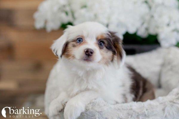 Mini Australian Shepherd