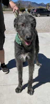 Irish Wolfhound in the House! (Actually on the patio... what a cool dog... super friendly).