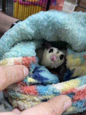 Sugar gliders