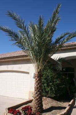 Date Palms (Medjools)