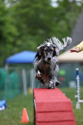 Aegis is our youngest English Setter - learning how to walk on agility equipment