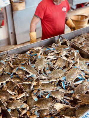 Blue Crab