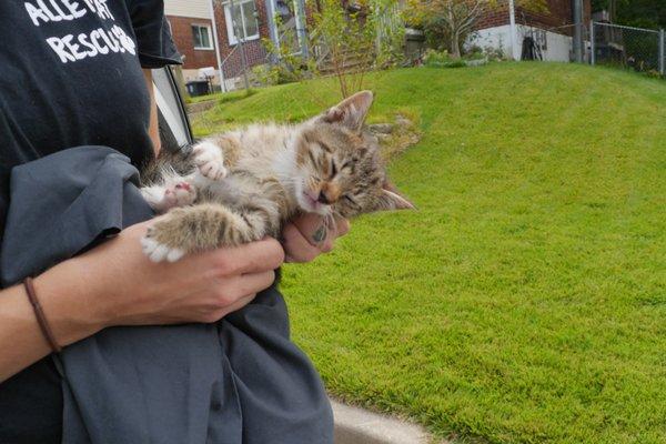 Feral kitty rescued by ACR