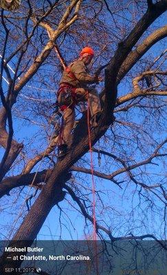 Dead Wooding in tree