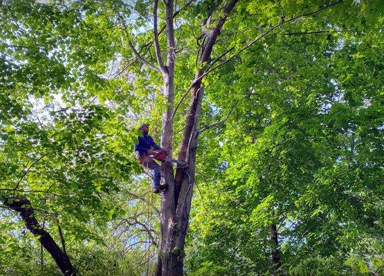 Perla Tree Service