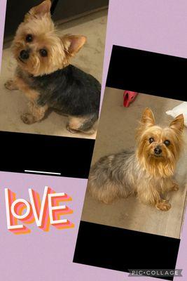 Coco Chanel before and after grooming with Oksana. 10 years now with Oksana. Excellent