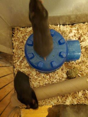 2 very sweet hamsters  waiting for their forever homes