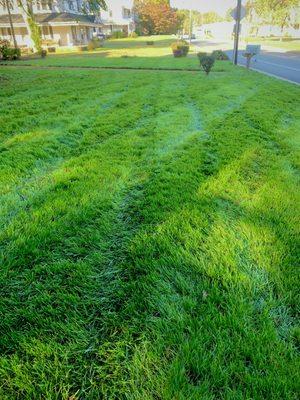 Tiger Cut Lawn Co helps you have the greenest grass on your side of the fence.