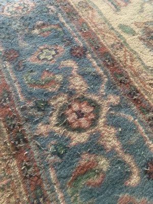 Maggots in $2,500 rug