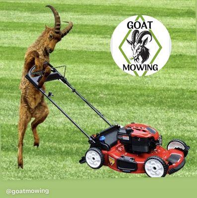 Savoy Illinois Champaign Illinois Goat Mowing Company on maintenance weekly lawn service lawn care provider