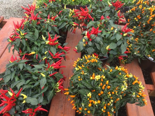 Ornamental peppers