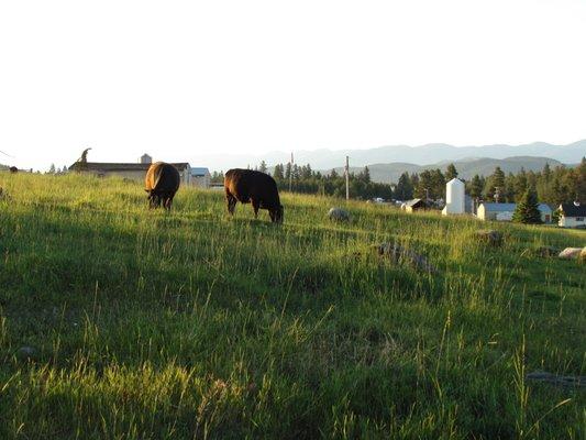 Steers Grazing on the Farm