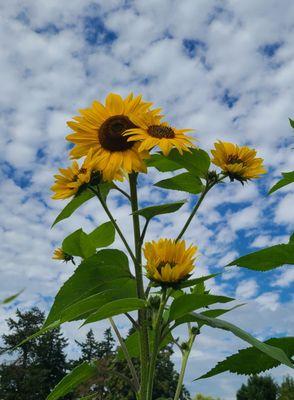 Sunflowers