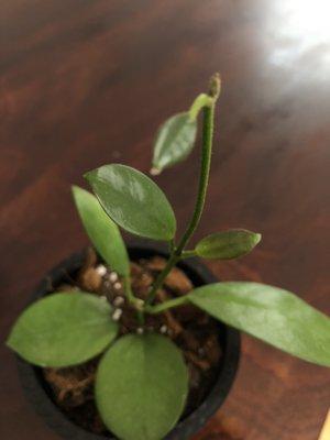 Hoya Australis