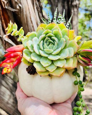 Succulent mini white pumpkin