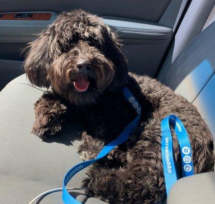 My Dandie Dinmont Terrier mix Leo before his haircut