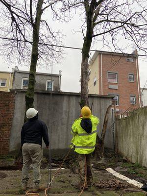 2 dead tree removal