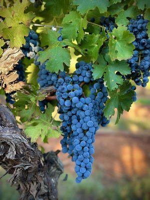 33 year old Cabernet Sauvignon vines at Callaghan Vineyards