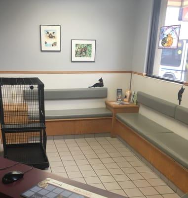 Cat waiting area