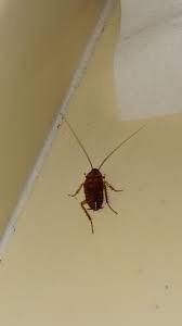 Water bug or roach in Wawa smoothie area