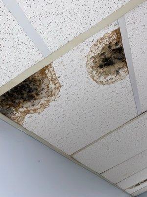 Mold in Ceilings.