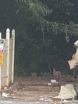 Raccoon & some other  animal leaving the garbage container