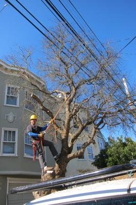 Christopher Altman felling a California Pepper Tree that had died from Oak Root Fungus