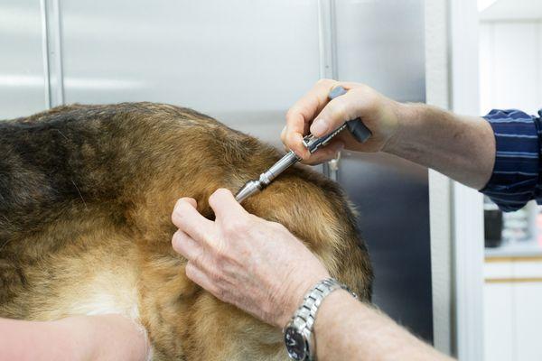 Chiropractic adjustment using an activator.