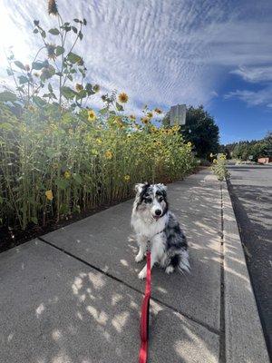 Groomed dog