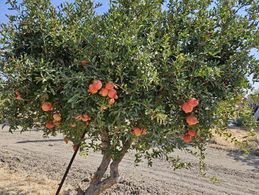 U pick open now, fresh super sweet pomegranate. Wonderful time with my family here, very nice staff!